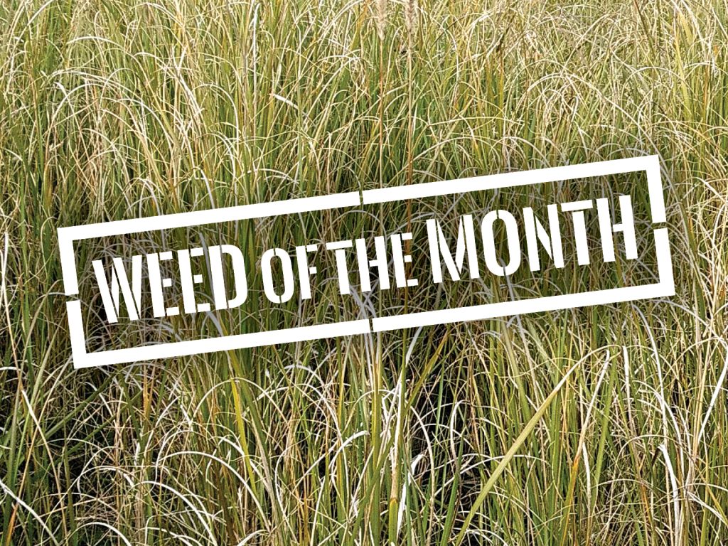 Tall grasses fill the image with a white rectangular label across the center reading Weed of the Month in bold letters.