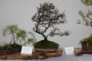 A bonsai tree with a twisted trunk and sparse foliage is displayed on a wood slab. Two signs are placed in front of it, partially visible. The tree is planted in a shallow, round pot covered with moss. Other small plants are nearby.