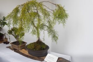 A bonsai tree displayed on a wooden table, elegantly shaped with lush green foliage. It sits in a round pot with moss covering the soil. A small card, partially visible, accompanies the tree. Other plants are in the background.