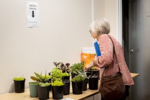 An older adult with short gray hair, wearing glasses and a patterned red blouse, inspects potted plants on a table beneath a FREE Plant Giveaway! sign. The room has beige walls and a door to the right.