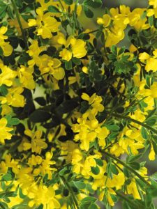 A dense cluster of bright yellow flowers with small green leaves. The plant displays numerous small blooms with petals radiating outward, creating a vibrant and lively scene.