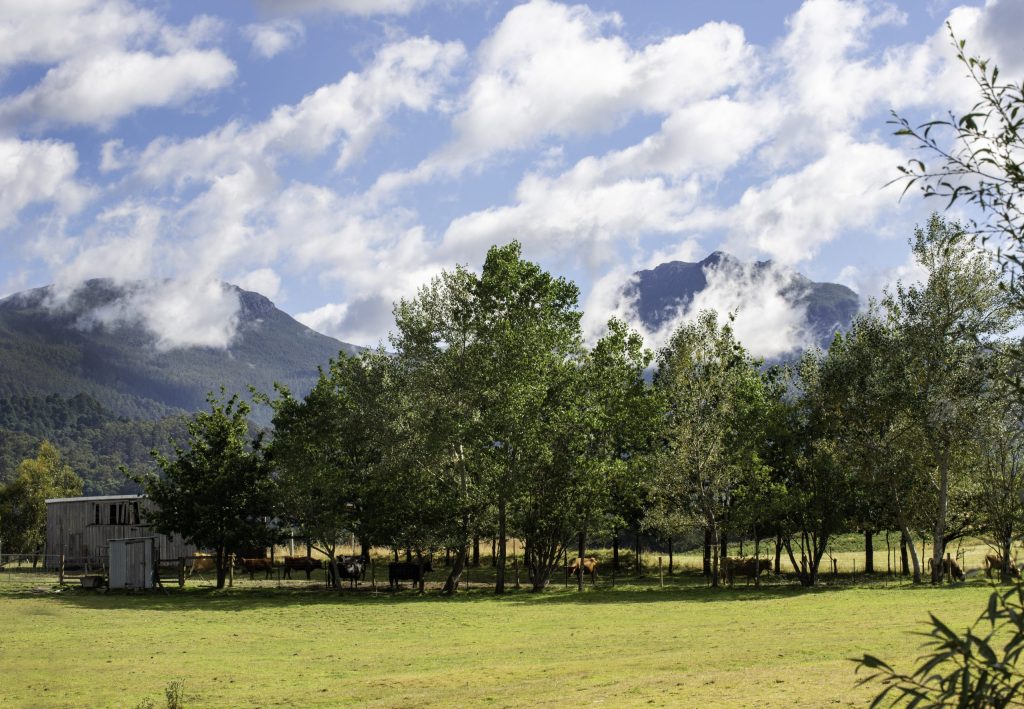A peaceful rural scene with green pastures and a line of trees in the foreground. Cows graze in the shade provided by the trees. In the background, mountains are partially shrouded in mist under a partly cloudy sky.