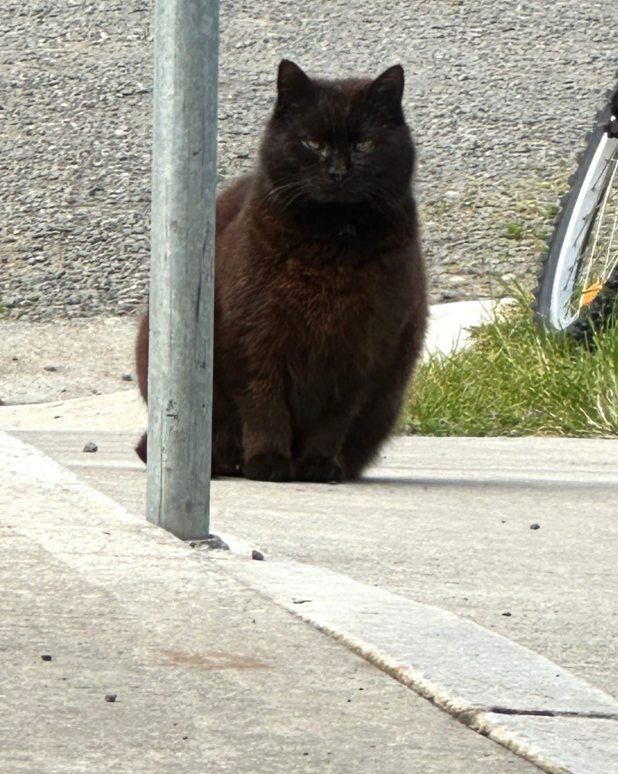 A fluffy black cat sits on a sidewalk near a metal pole, with a bicycle tire visible in the background. The cat appears to be looking directly at the camera, surrounded by gravel and grass.