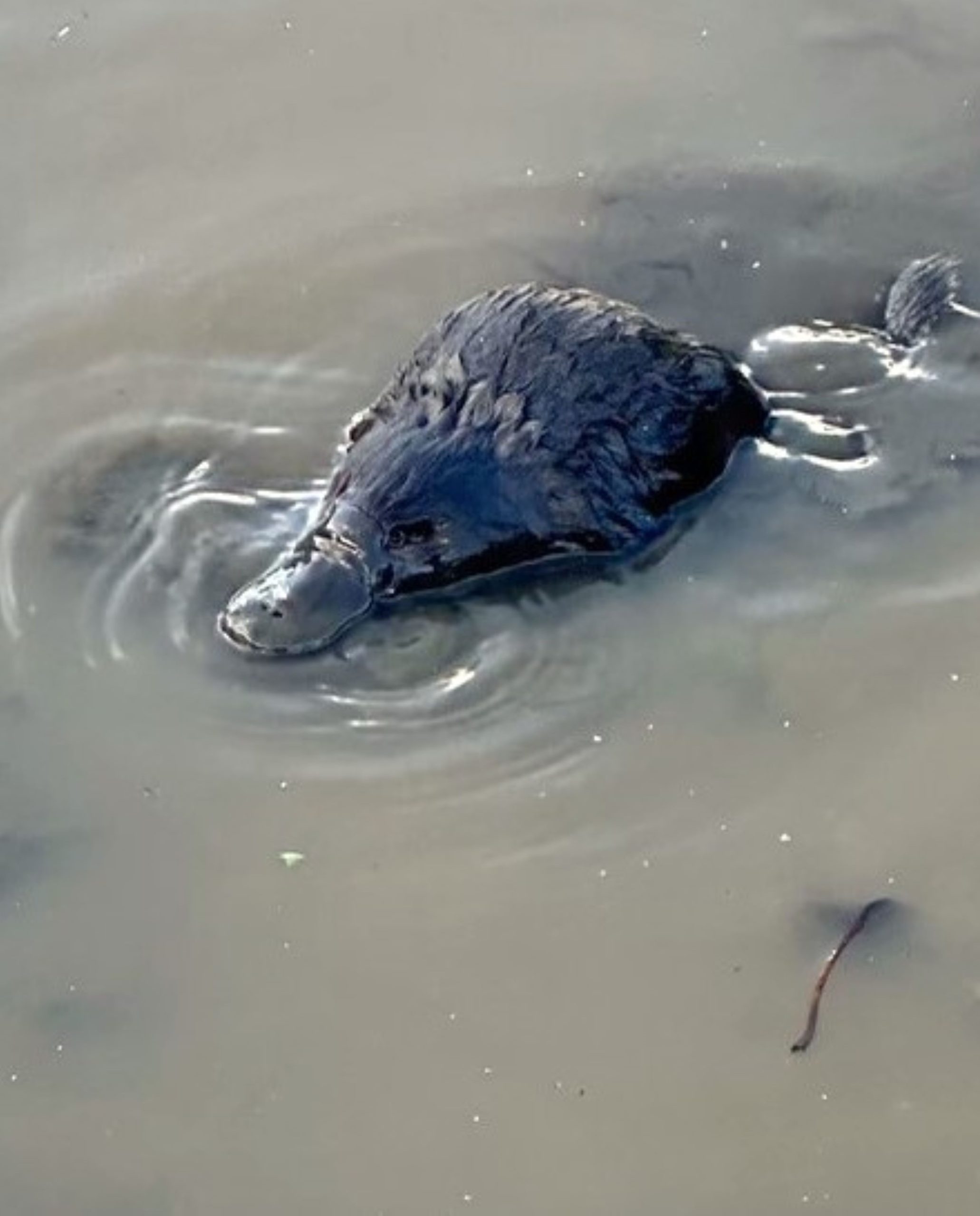 A platypus swimming in murky water, partially submerged, with its distinctive bill visible above the surface. Ripples spread out around it.