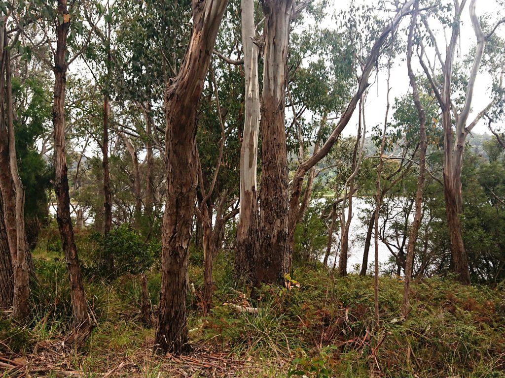A natural landscape featuring a dense forest of eucalyptus trees with peeling bark. The ground is covered in green foliage. In the background, a body of water is partially visible through the trees under an overcast sky.