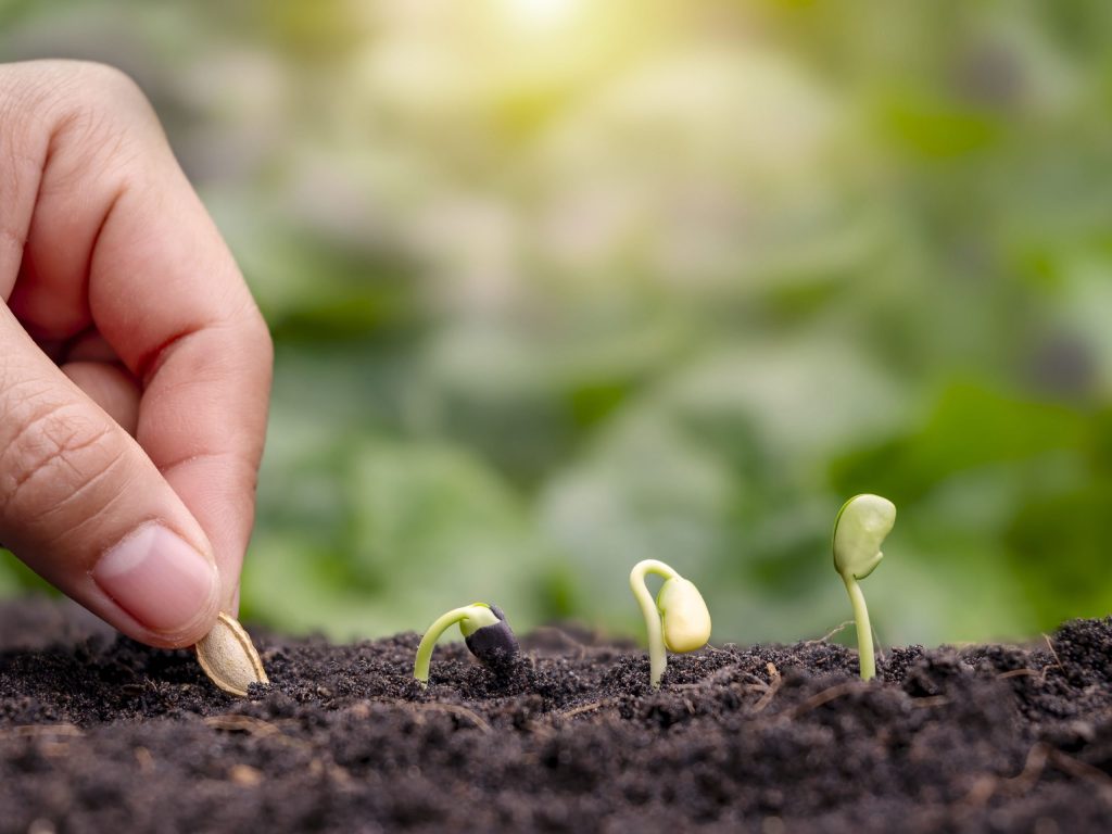 A hand plants a seed in soil next to three small seedlings in varying stages of growth, against a blurred green background. Sunlight softly illuminates the scene, suggesting a nurturing environment.
