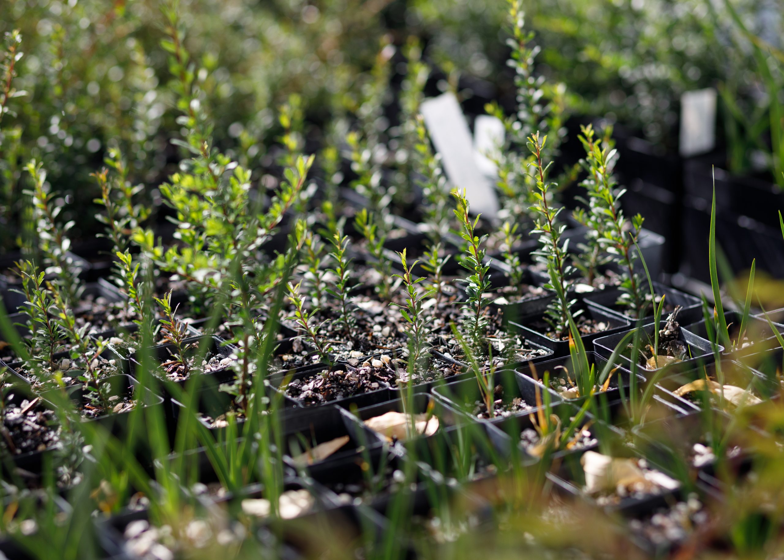 Rows of small green plants in black pots are lined up in a garden or nursery. The focus is on the lush foliage, with some pots showing soil. Bright sunlight illuminates the scene, highlighting the vibrant greenery.
