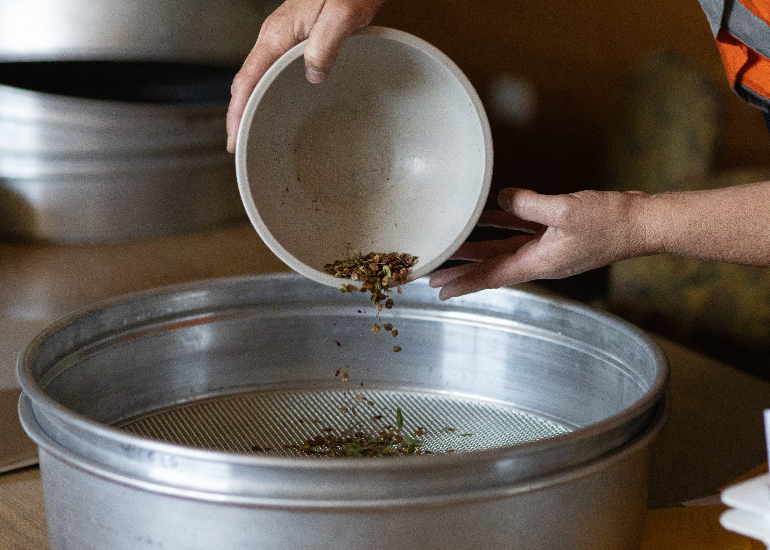 A person pours seeds from a white bowl into a metal sieve, allowing smaller particles to fall through. The scene suggests a process of sorting or cleaning seeds.