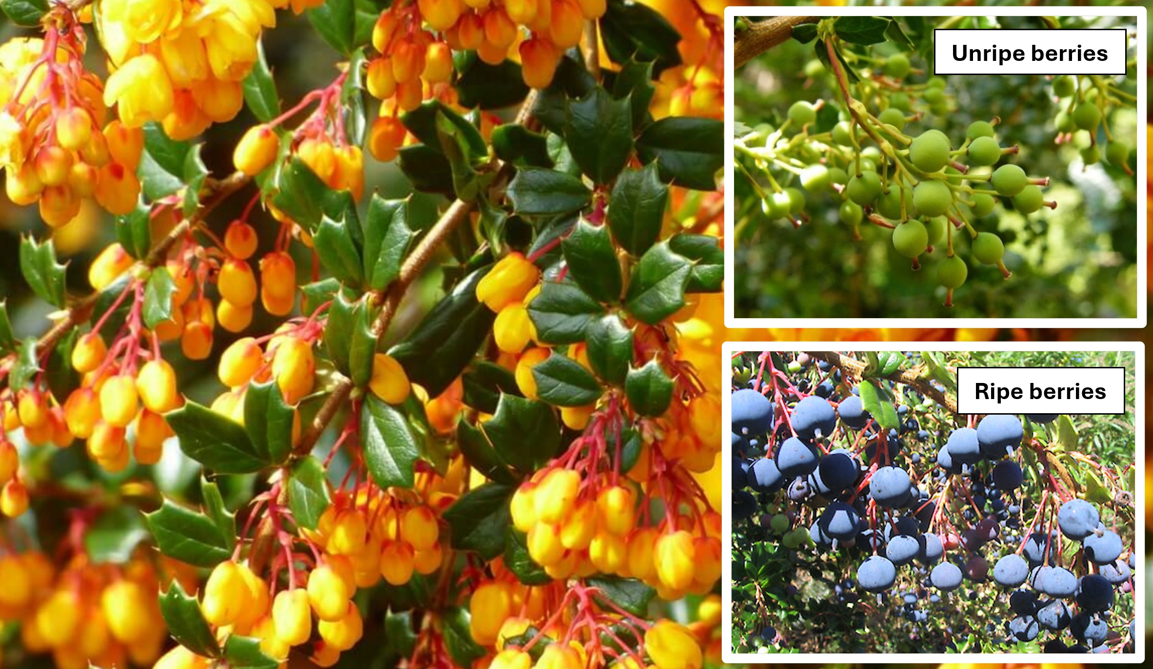 Weed warning - Darwin's Barberry - Huon Valley Council