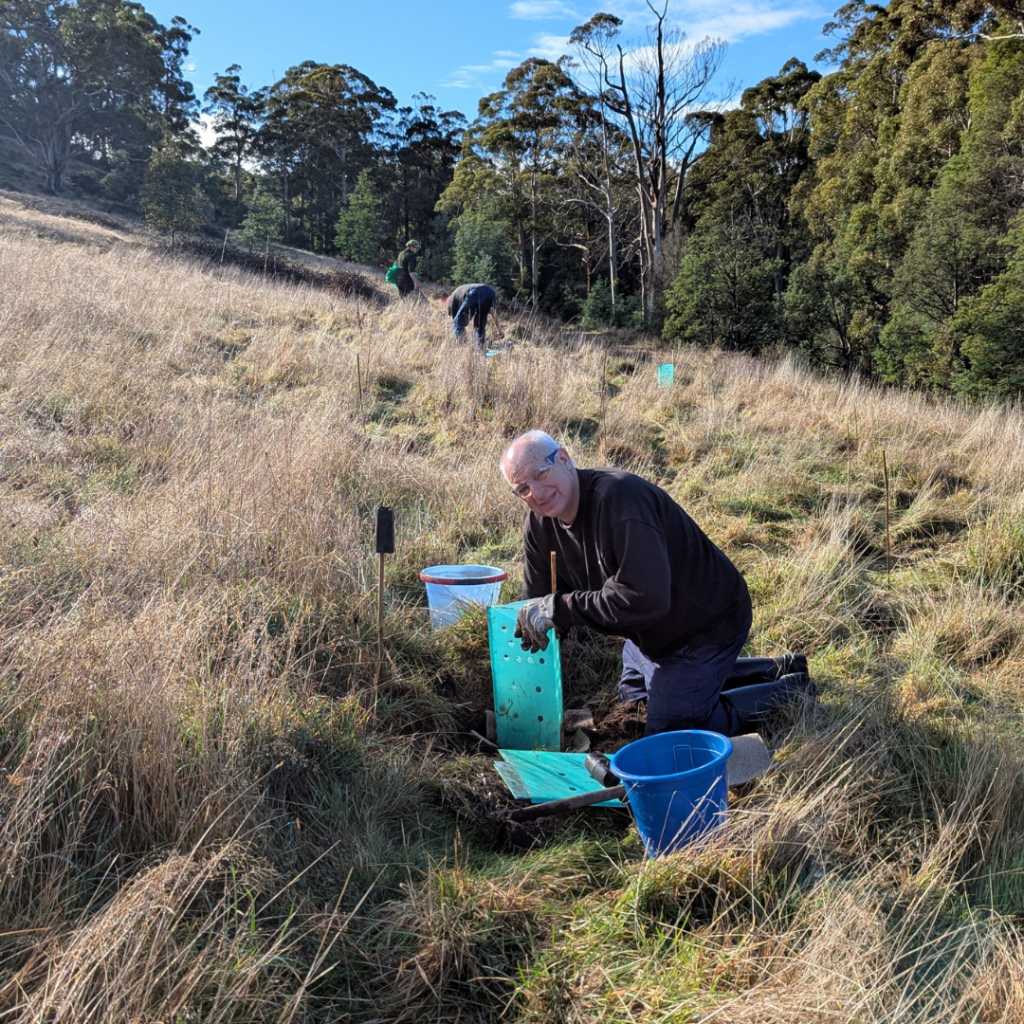 A smiling man kneels on a grassy hillside, planting a seedling with green tree guards and buckets around him. Two other people work further up the hill, surrounded by trees under a blue sky.