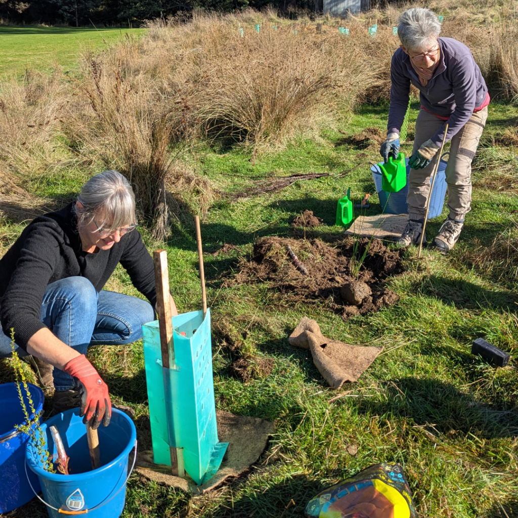 Two women outdoors plant saplings in protective plastic tubes. One kneels by a bucket with gloves and tools, while the other waters a newly planted sapling. Grass, dug soil, and planting materials surround them.