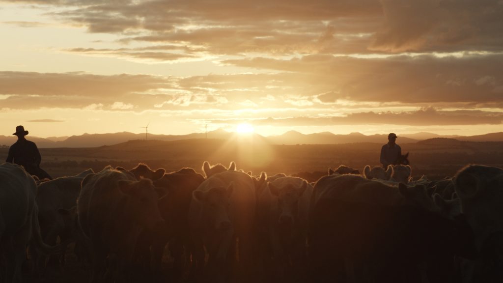 Cattle are herded by two people on horseback at sunset, with the sun low in the sky, casting a warm glow over the landscape and mountains in the distance.
