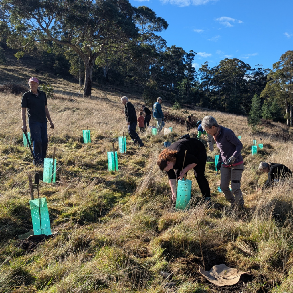 A group of people are planting trees on a grassy hillside. Young saplings are protected by green plastic guards, and some people are bending down to work while others stand nearby. The scene is outdoors on a sunny day.