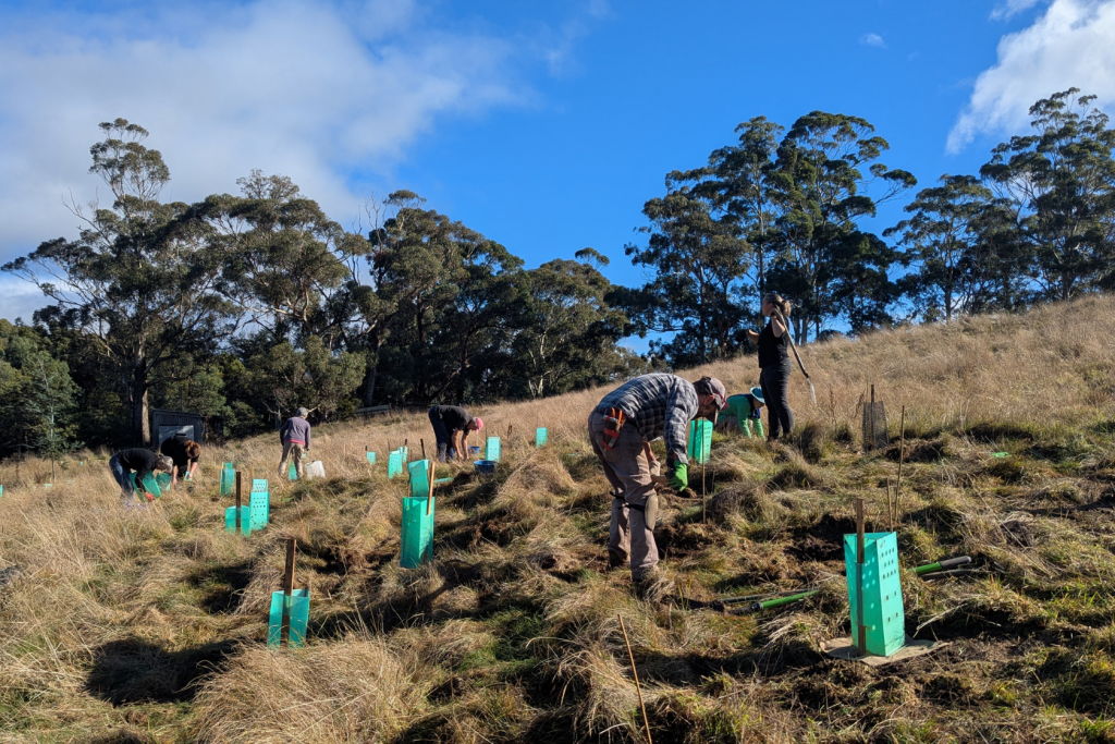 People are planting young trees in green protective tubes on a grassy hillside under a blue sky with scattered clouds. Tall trees and bushes line the background.
