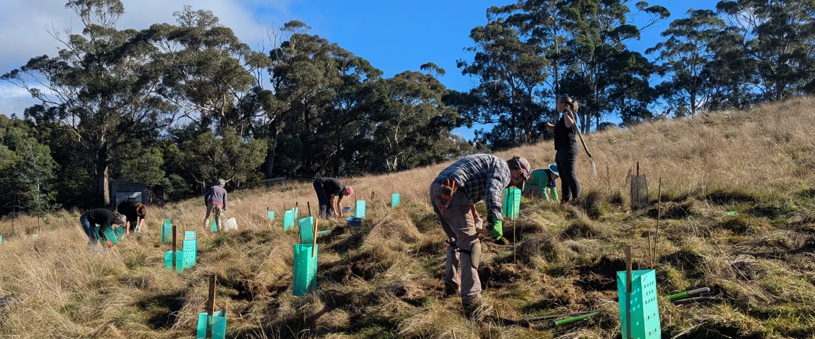 People are planting young trees on a grassy hillside. Some are bending down to work, while others stand. Saplings are protected by green plastic guards. Tall trees and blue sky are in the background.