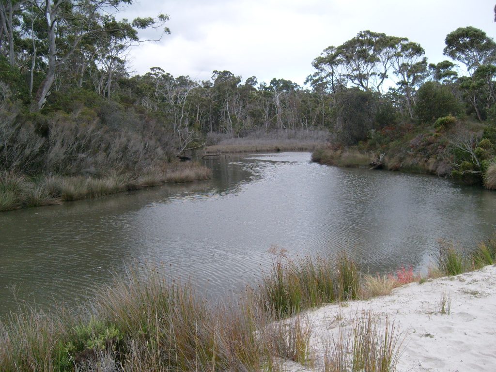 A calm, narrow river or creek surrounded by sandy banks, tall grasses, and dense trees under a cloudy sky.