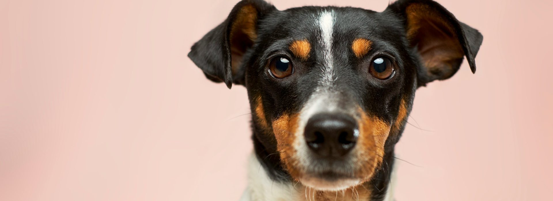 Close-up of a small black, brown, and white dog with upright ears looking directly at the camera, set against a plain light pink background.