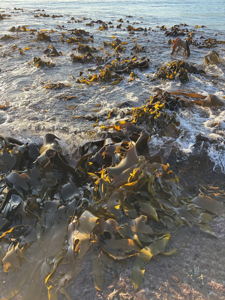Seaweed and kelp washed up on a rocky shoreline, with ocean waves gently rolling in under sunlight. The water glistens as it flows around the dark green and brown seaweed.