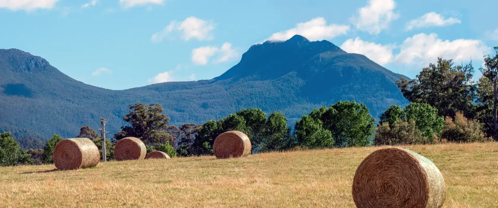 Round hay bales scattered across a dry grassy field, with green trees in the background and a mountain range under a blue sky with scattered clouds.
