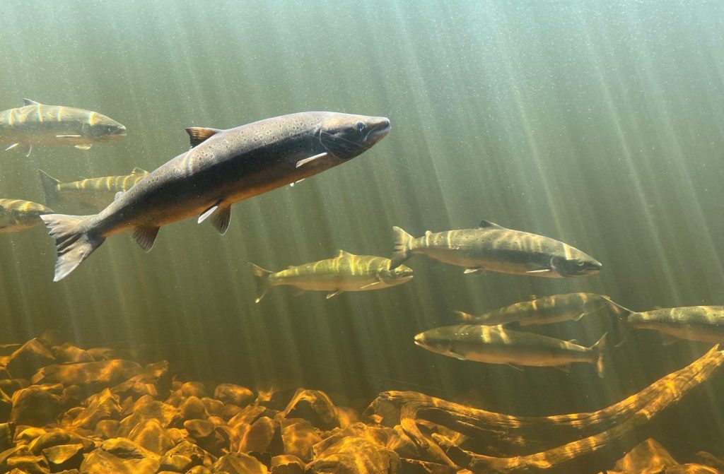 Several fish swim underwater above a rocky riverbed, illuminated by sunlight streaming through the water, creating golden and green hues.