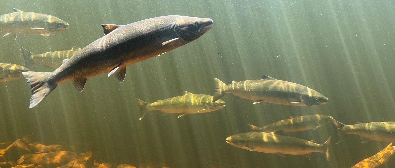 Several fish swim underwater above a rocky riverbed, illuminated by sunlight streaming through the water, creating golden and green hues.