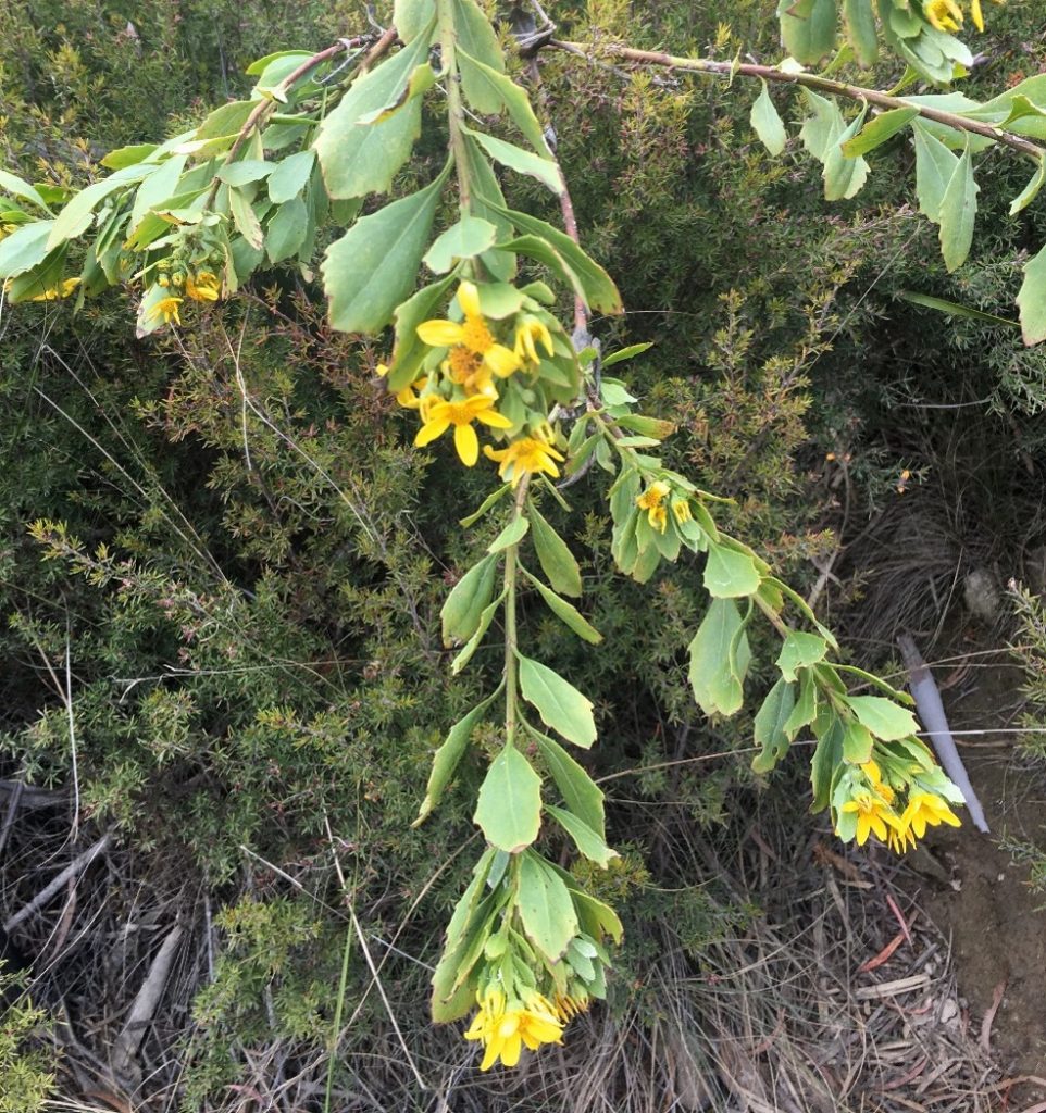 A leafy branch hangs down, displaying clusters of small yellow flowers. The background consists of green shrubs and dry grass.