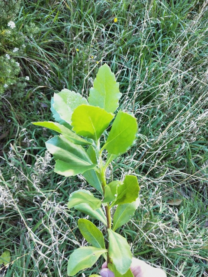 A hand holds a green leafy plant with broad leaves against a background of tall grass and wild vegetation.