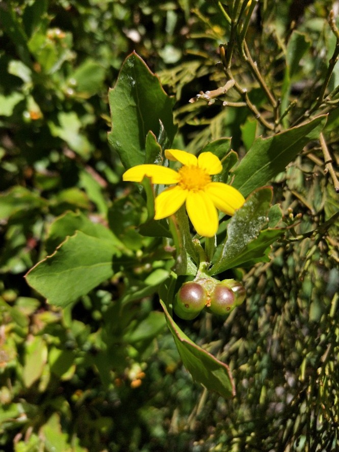 A close-up of a bright yellow flower with a central disk, surrounded by green leaves and two small round berries, set against a blurred background of foliage.