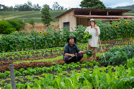 Two people work in a vegetable garden, surrounded by rows of leafy greens and sunflowers. One person kneels holding a tool, while the other stands holding fresh produce. A wooden shed and trees are in the background.
