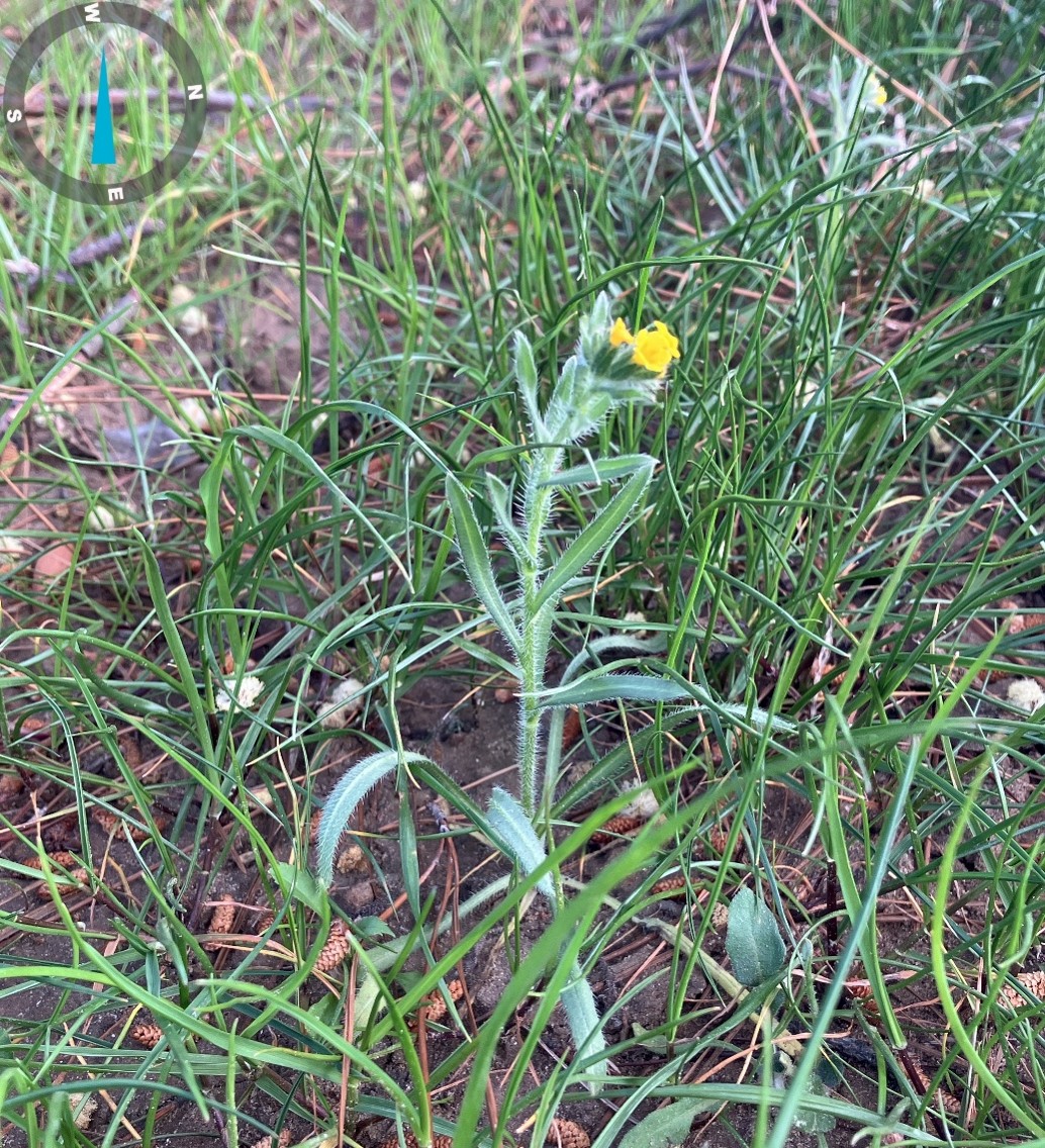 A small, fuzzy green plant with narrow leaves and a single yellow flower grows among tall grass and soil. A compass overlay appears in the upper left corner of the image.