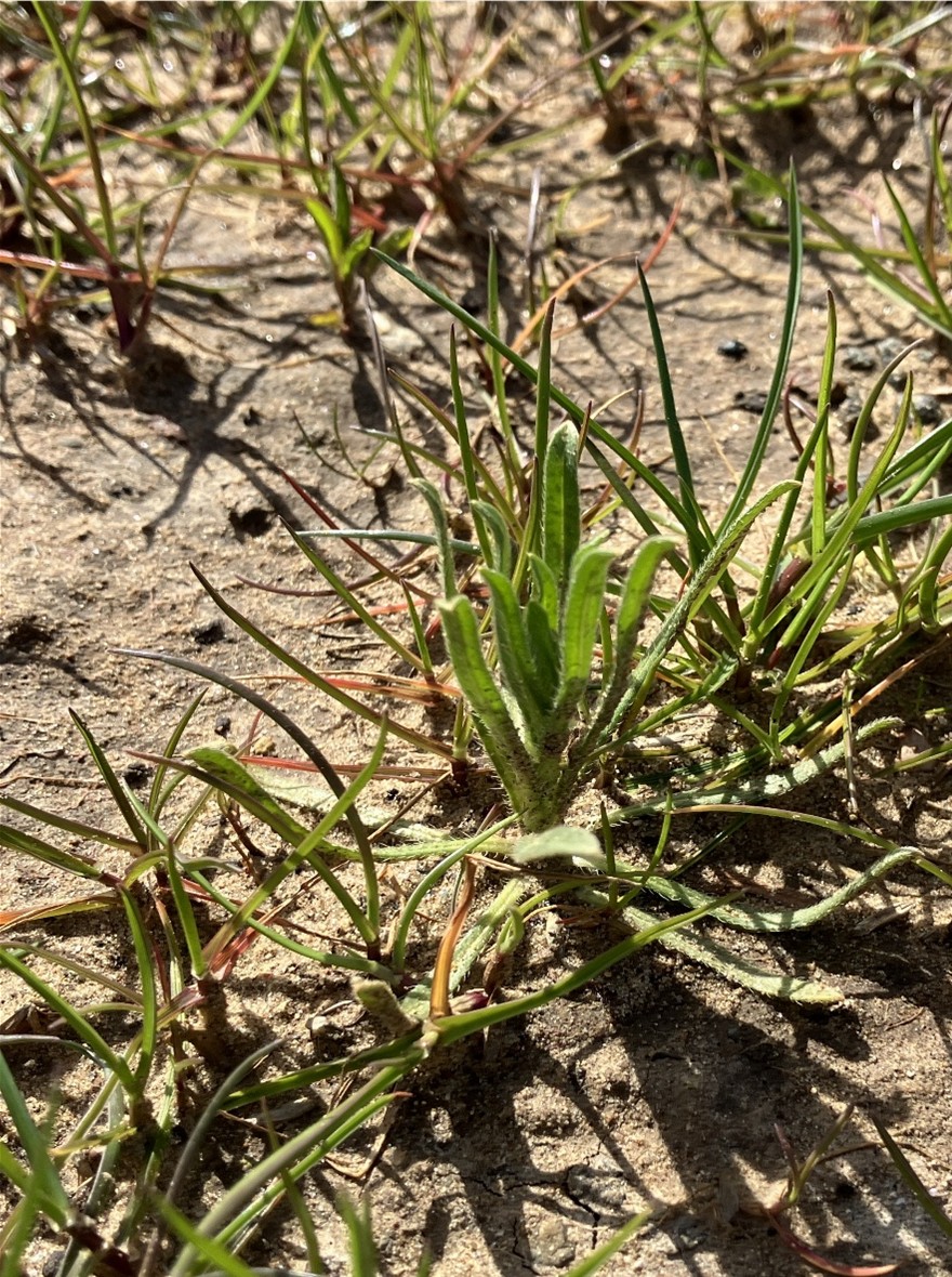 A close-up of a small green plant with long, narrow leaves growing from sandy, sunlit soil, surrounded by sparse grass and other small vegetation.