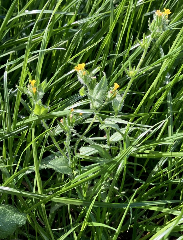 A patch of green grass with a small plant featuring fuzzy stems and leaves, and tiny yellow flowers growing among the blades. Sunlight highlights the textures and details of the foliage.