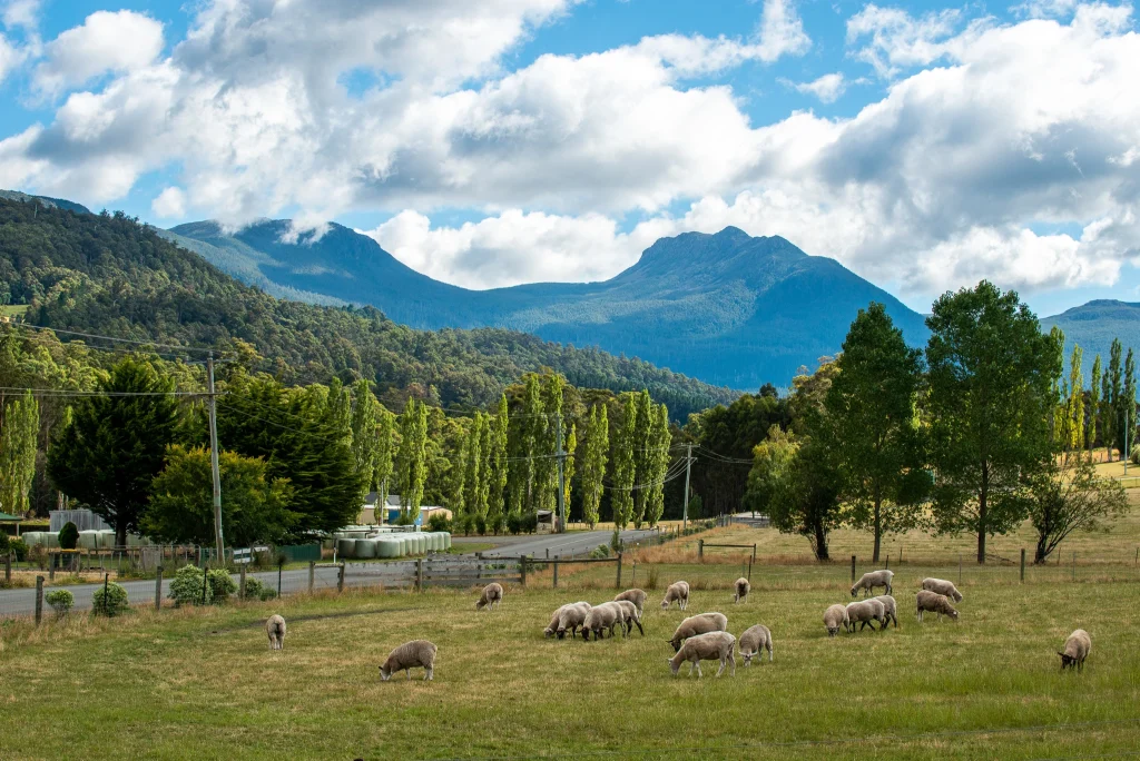 A flock of sheep graze on a grassy field near a rural road, with tall green trees, rolling hills, and forested mountains under a partly cloudy sky in the background.