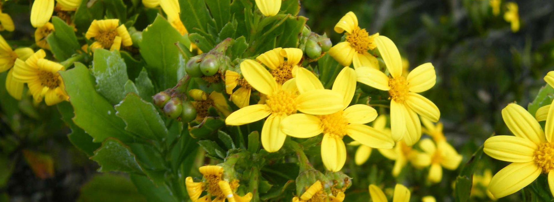 Bright yellow flowers with multiple petals and dark yellow centers are clustered among glossy, green leaves. Some buds are visible alongside the blooming flowers.
