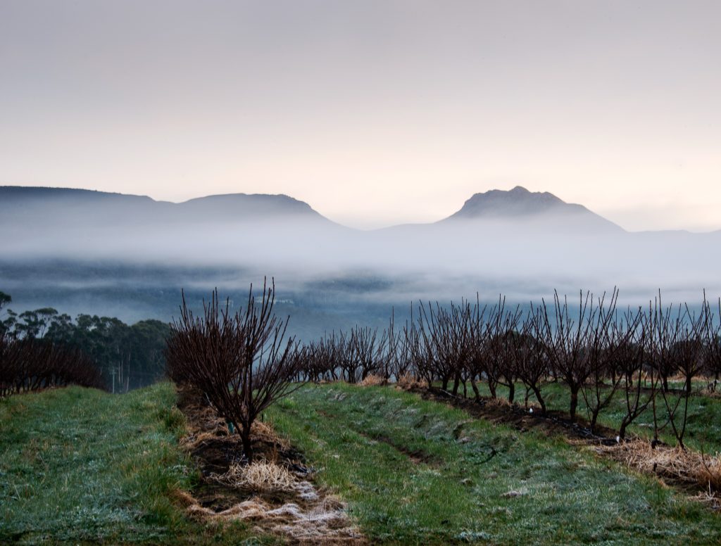 Rows of dormant vineyard vines on green grass, with mist rising over the field and distant mountains under a cloudy, pale sky at sunrise or sunset.