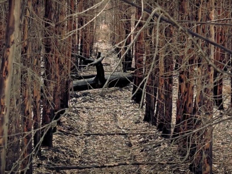 A dense forest of tall, leafless trees with thin branches. The ground is covered in dry, fallen leaves, and several dark tree trunks lie horizontally, blocking the path through the woods. The atmosphere is quiet and somber.