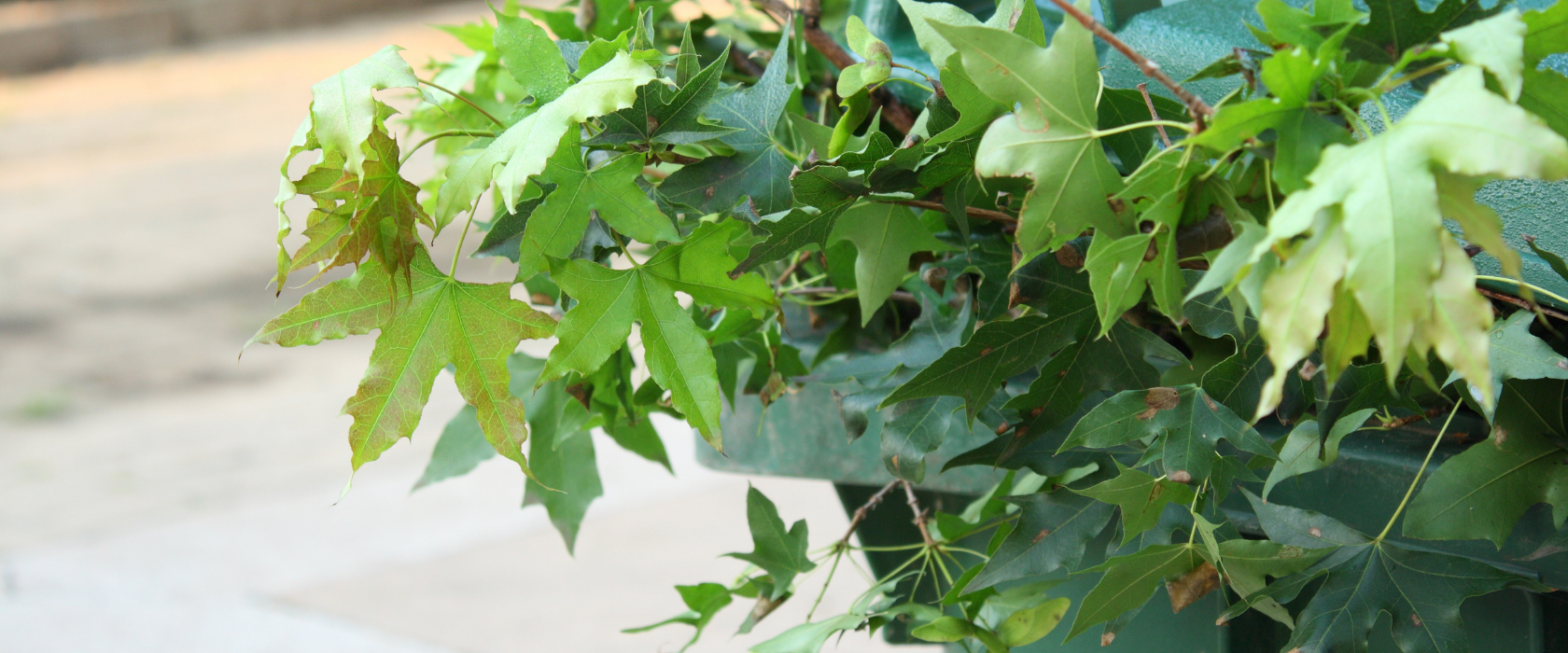 A branch with green leaves sticks out of a green outdoor trash bin, with a blurred pavement and greenery in the background.