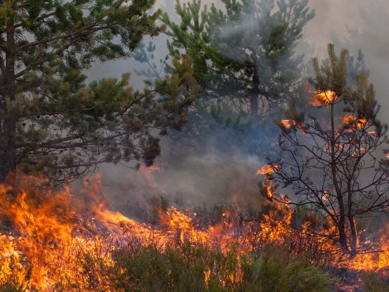 Wildfire burning through a forested area, with flames engulfing dry grass and small trees, and thick smoke rising among green pine trees.