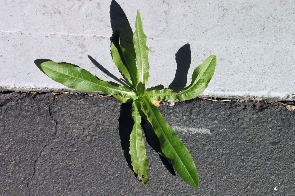 A green weed with long, narrow leaves grows out of a crack between a concrete curb and asphalt pavement.