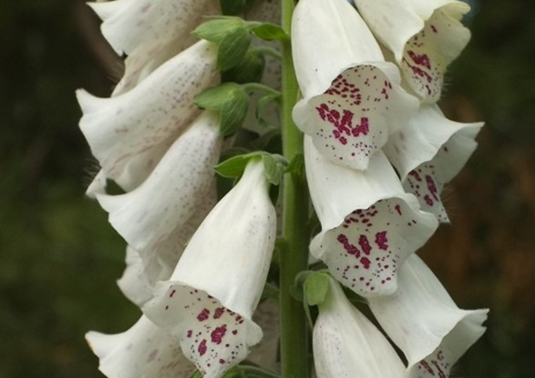 Close-up of white foxglove flowers growing on a tall stem, with tube-shaped blossoms featuring purple speckles inside. The background is dark and blurred, making the flowers stand out.