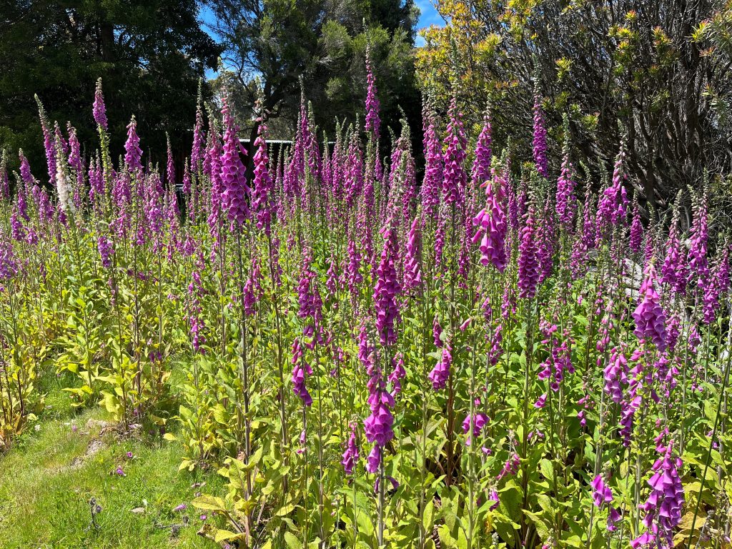 A field of tall, vibrant purple foxglove flowers blooming in sunlight, surrounded by green foliage and trees in the background under a clear blue sky.