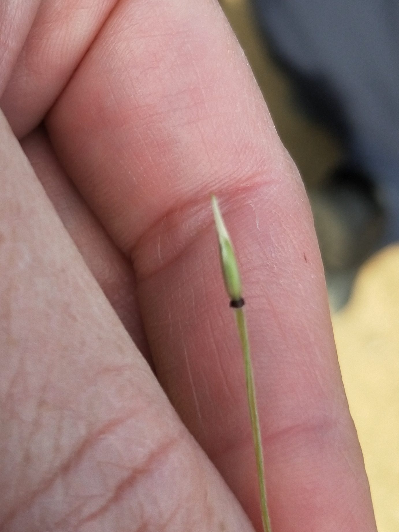 A close-up of a hand holding a thin blade of grass with a pointed tip. In the blurred background, several people are sitting or kneeling on sandy ground.