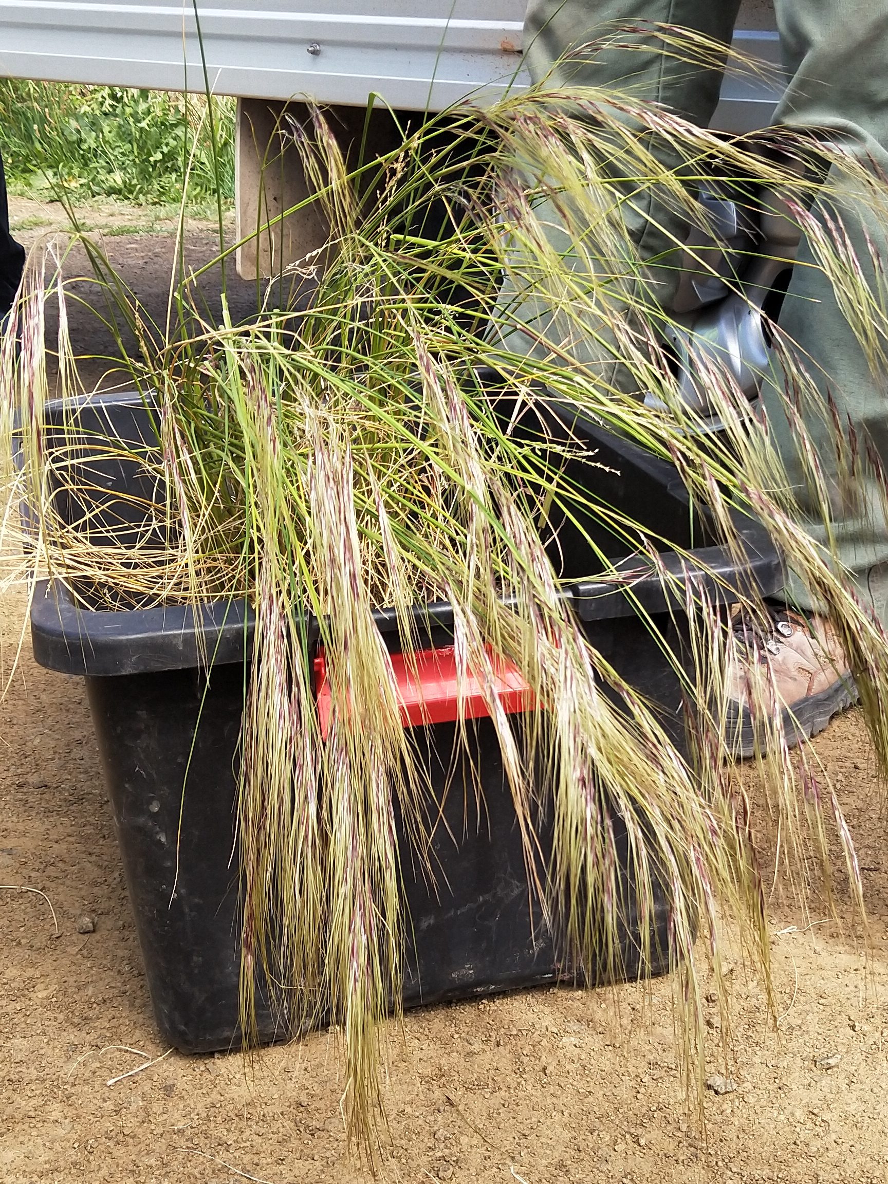 A person in green pants stands next to a black plastic tub filled with tall, thin grass stalks, beside a truck on a dirt ground. Another person’s legs are partially visible in the background.