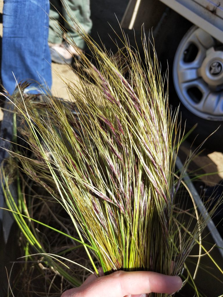 A hand holds a bundle of wild grass with long, thin, green and purple-tinged seed heads. In the background are a person wearing blue jeans and a vehicle tire.