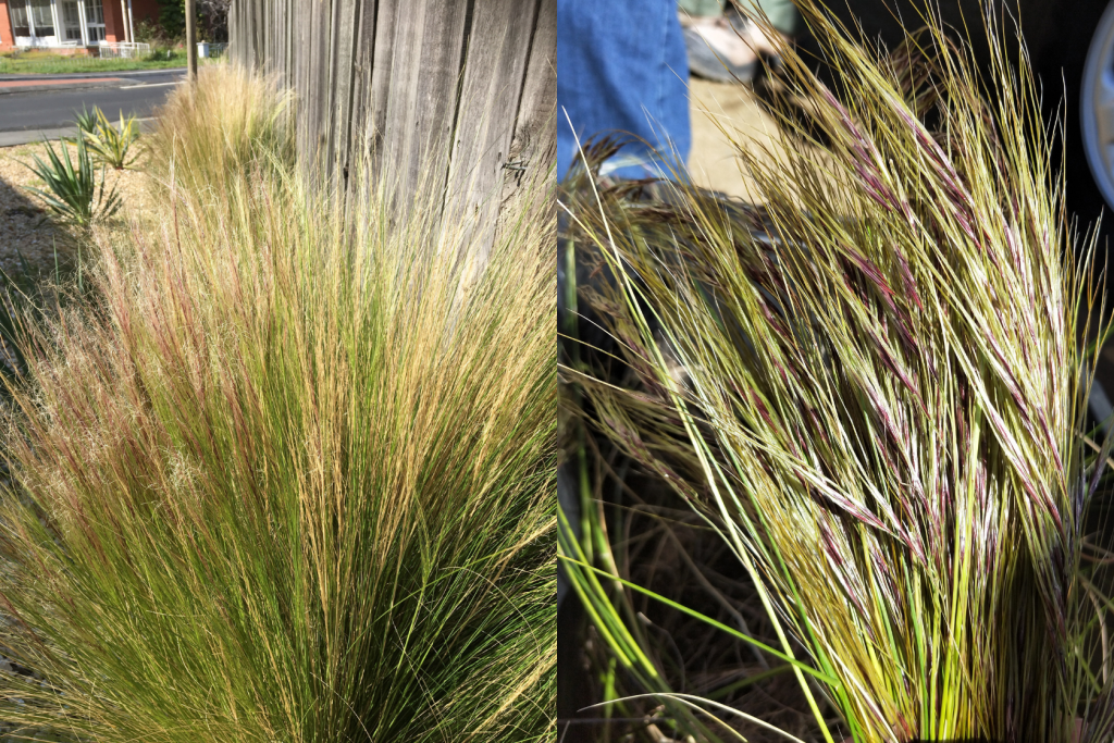 Side-by-side images of tall, wispy grass with thin green and purple-tinted blades growing along a wooden fence and in a sunlit outdoor area. The grass appears dense and textured.