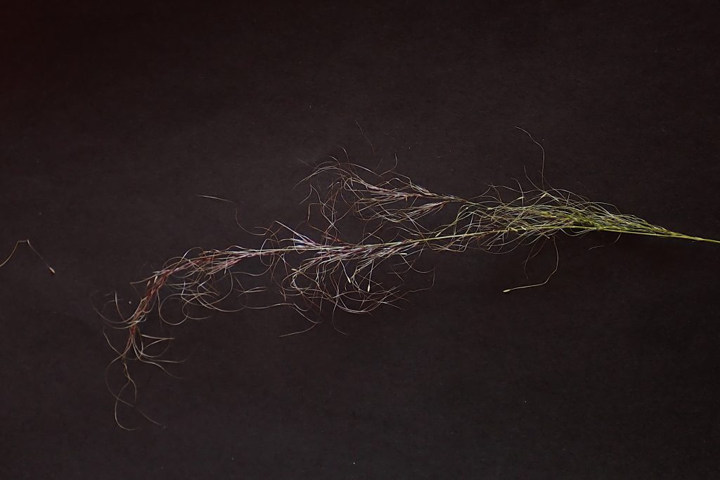 A single, delicate grass seed head with fine, wispy strands is placed against a dark background, highlighting its intricate texture and slender form.