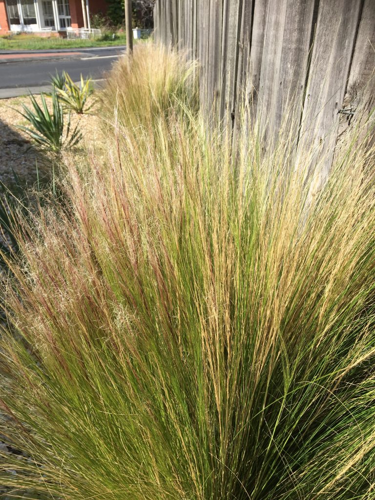 Tall, wispy ornamental grass with green and reddish blades growing along a wooden fence in a residential area, with a street and house visible in the background.